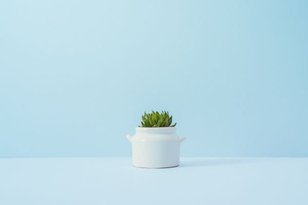 A succulent in a white ceramic pot against a blue wall